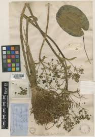 Image result for Caldesia