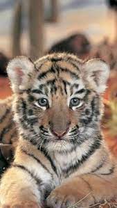 A Baby Tiger Iphone 5 Wallpaper Cute Tiger Cubs Animals Baby Tiger