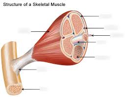 Anatomy Of A Skeletal Muscle Human Anatomy Physiology Diagram Quizlet