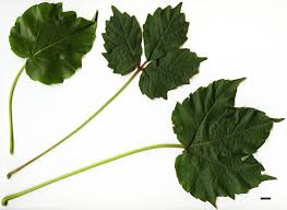 Image result for Parthenocissus