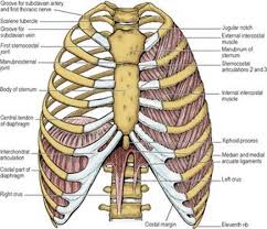 The slip arising from the sixth rib is the one most prominently seen on raising the arm away from the side, it passes. Thoracic Wall And Diaphragm Last S Anatomy Regional And Applied