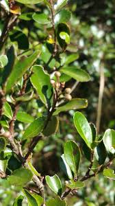 Image result for Aphloiaceae