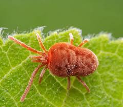 Image result for red mite