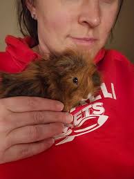 Guinea pigs can be observed anytime