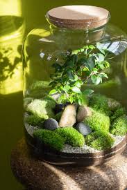 Image result for Terrarium Cling Background