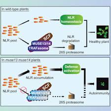 And enzymes involved in the synthesis or degradation of cellular constituents. Plant Traf Proteins Regulate Nlr Immune Receptor Turnover Sciencedirect