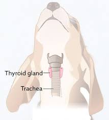 It is made up of two lobes and is shaped like approximately 62,500 people are diagnosed with thyroid cancer in the united states each year. Hypothyroidism In Dogs Vca Animal Hospital