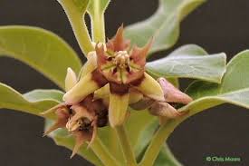 Image result for Raphionacme lanceolata