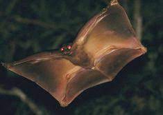 Both the lap pools and swimming pools are spacious and wide with crystal blue water. 30 Sunda Colugo Ideas Flying Lemur Lemur Mammals