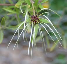 Image result for Clematis hirsuta