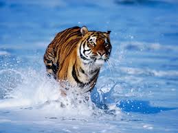 Résultats de recherche d'images pour « tigre »