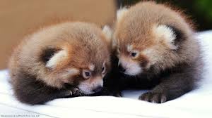 Choose from 20+ red panda graphic resources and download in the form of png, eps, ai or psd. Rosamond Gifford Zoo Announces Welcomes Twin Red Panda Cubs Abc7 San Francisco