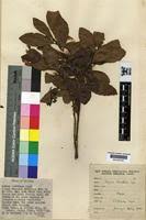 Image result for Myrica kandtiana