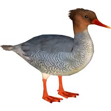 Maybe you would like to learn more about one of these? Scaly Sided Merganser Ulquiorra Zt2 Download Library Wiki Fandom