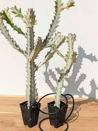 Image result for Euphorbia whyteana