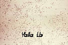 Amorphous Phosphate Crystal Math Calligraphy Math Equations