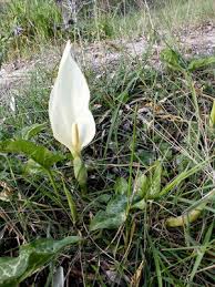 Image result for Xerophyta pauciramosa