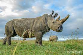 The power of rhino and grasshopper in the autodesk revit® environment. Newly Created Embryo Nourishes Hope For The Survival Of The Northern White Rhino Eurekalert Science News