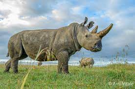 Conviértete en un maestro de las superficies. Newly Created Embryo Nourishes Hope For The Survival Of The Northern White Rhino Eurekalert Science News