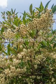 Image result for Gymnosporia maranguensis