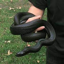 Cnsnwayne Green Aesthetic Snake Pet Snake Cute Snake