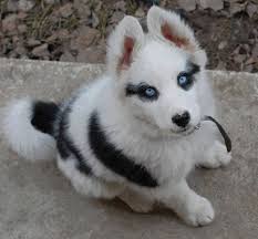 Hope that you will get back to me soon for details. Such A Beautiful Husky Puppy Does Anyone Here Like Her Unique Markings Husky