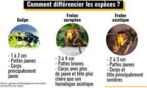 un ete a guepes qui donne le tournis aux desinsectiseurs du douaisis