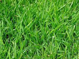 Linn Perennial Ryegrass Seed Hancockseed Com