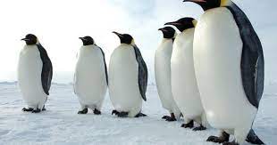 Melting Sea Ice Threatens Emperor Penguins Penguins Emperor Penguin Arctic Animals