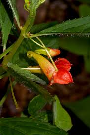 Image result for Impatiens gomphophylla