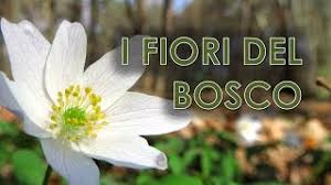 Cerca questo pin e molto altro su torte e torte. I Fiori Del Bosco Youtube
