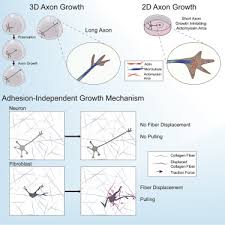 Check spelling or type a new query. Axon Growth Of Cns Neurons In Three Dimensions Is Amoeboid And Independent Of Adhesions Sciencedirect