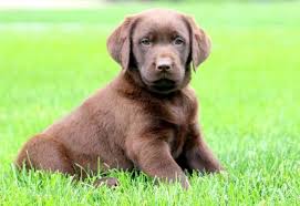 These pictures will make you smile and feel awesome! Chocolate Lab Puppies For Sale For Sale In Philadelphia Pennsylvania Classified Americanlisted Com