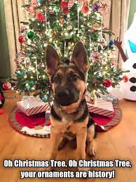 A Beautiful German Shepherd Guarding The Christmas Tree If Anyone Comes Near This Tree I W German Shepherd Dogs German Shepherd Puppies German Shepherd Funny