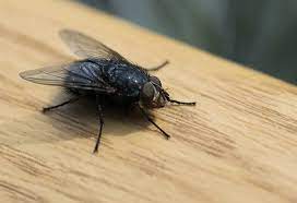 Maybe you would like to learn more about one of these? 15 Home Remedies To Get Rid Of Flies