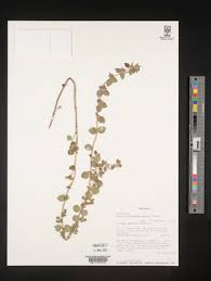 Image result for Clinopodium uhligii