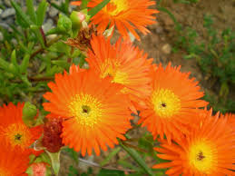 Image result for Lampranthus spp.