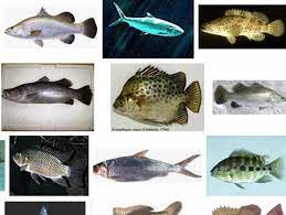 Memiliki bermacam warna seperti merah, biru, oranye. Artikel Ikan Air Tawar Kaya Protein Dan Vitamin