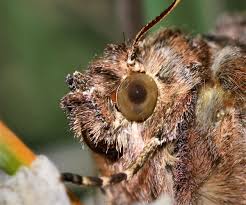 Image result for Autographa gamma