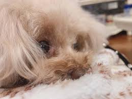 山本彩 音遠 ねおん トイプードル 犬のいる暮らし 動物 トイプードル 山本 彩