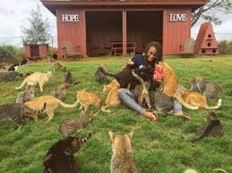 You Can Chill And Be Covered In Hundreds Of Cats At This Cat Sanctuary In Hawaii Cat Sanctuary Cat Sanctuary Hawaii Crazy Cats