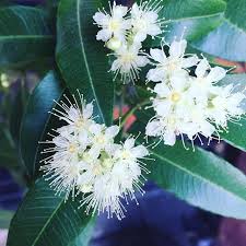 Urthlyorganics On Instagram My Lemonmyrtle Is Out In Sweet Smelling Flowers Bendigo Jun Myrtle Flower Australian Native Flowers Beautiful Flowers Garden