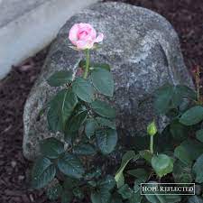 This means that the rose arrives with no leaves or buds. Pink Promise Roses Archives Hope Reflected