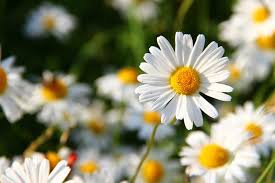 Maybe you would like to learn more about one of these? Spring Flowers Daisy Flowers Learn About Nature