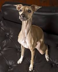K9 kennels are designed not only to keep your dog confined within the area you need, but also to keep other animals. Breed Profile Archives Fetch Magazine