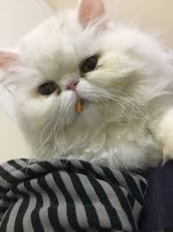 Pin On Adam Eve Hira Alice Alvin Exotic Shorthair Persian Cat