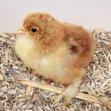We work full time jobs, have kids and manage the. Gold Partridge Brahma Eggs Chicks Hens And Cockerels Home Facebook