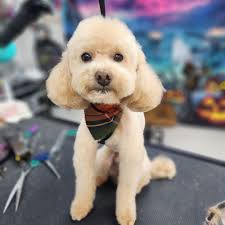 BEST of Burlington Dog Boot Camp