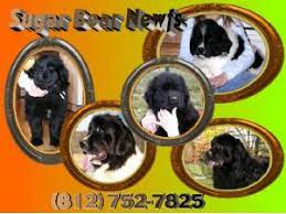 Puppies receive 2 rounds of vaccinations, dewormed, microchipped. Newfoundland Puppies In Indiana