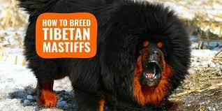How much does a tibetan mastiff cost in the united states? Tibetan Mastiff Breeding History Health Litter Management Etc